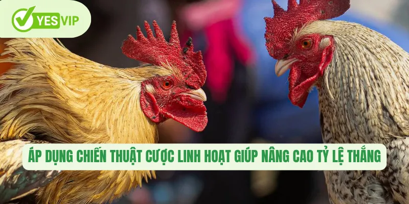 Áp dụng chiến thuật cược linh hoạt giúp nâng cao tỷ lệ thắng 