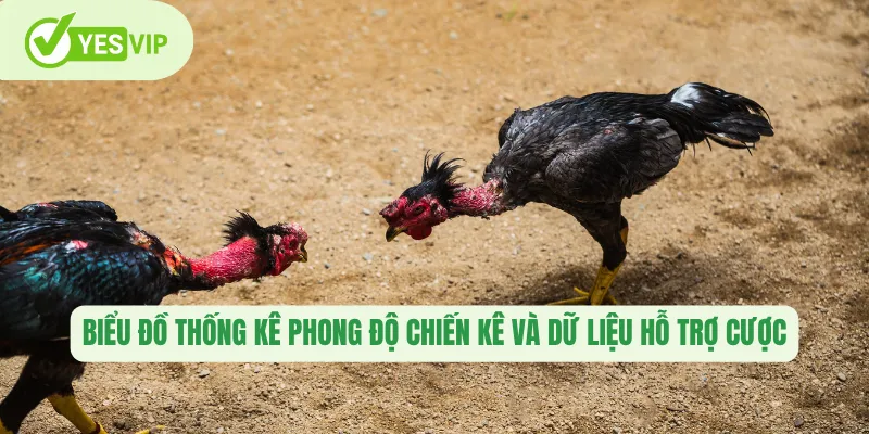 Biểu đồ thống kê phong độ chiến kê và dữ liệu hỗ trợ cược 