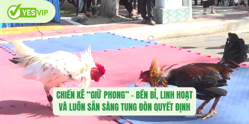Chiến kê “giữ phong” – bền bỉ, linh hoạt và luôn sẵn sàng tung đòn quyết định