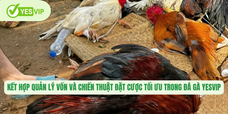 Kết hợp quản lý vốn và chiến thuật đặt cược tối ưu trong đá gà Yesvip