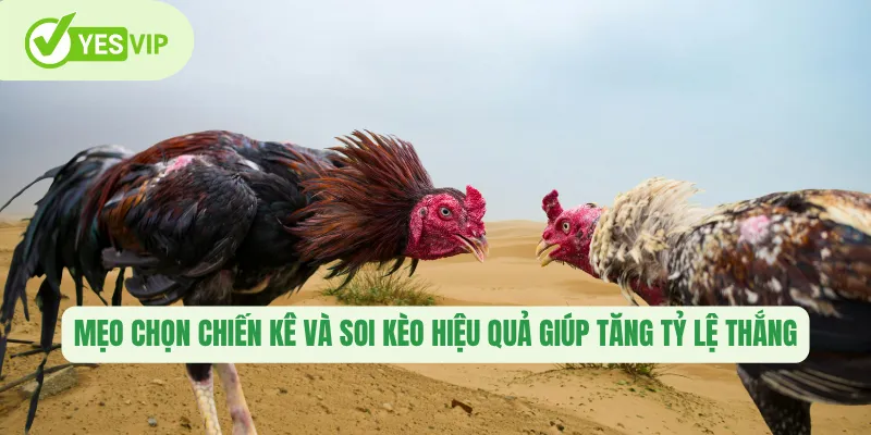 Mẹo chọn chiến kê và soi kèo hiệu quả giúp tăng tỷ lệ thắng