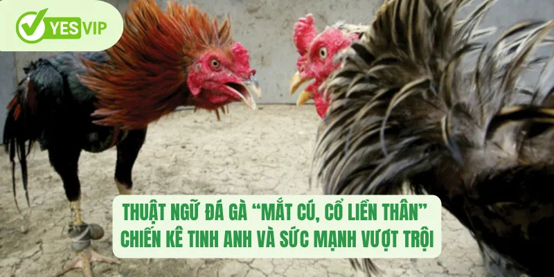 Thuật ngữ đá gà “mắt cú, cổ liền thân” – Chiến kê tinh anh và sức mạnh vượt trội
