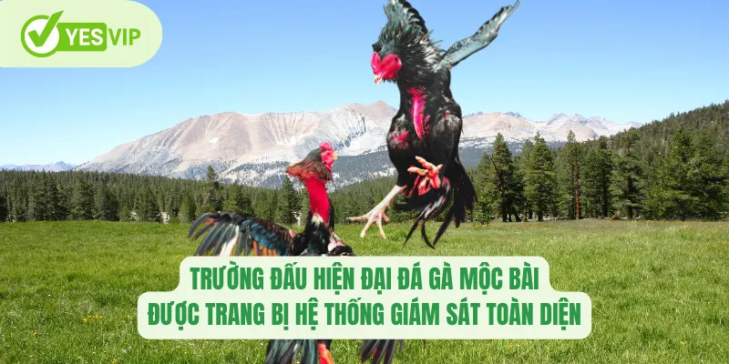 Trường đấu hiện đại đá gà Mộc Bài được trang bị hệ thống giám sát toàn diện